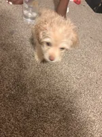 Coco, a female Maltipoo for sale in Grovetown, GA – 2 of 4