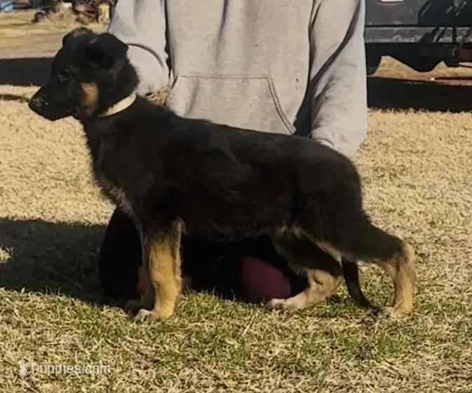 Light green girl , a female German Shepherd Dog for sale in Canute, OK – Photo 1 of 1