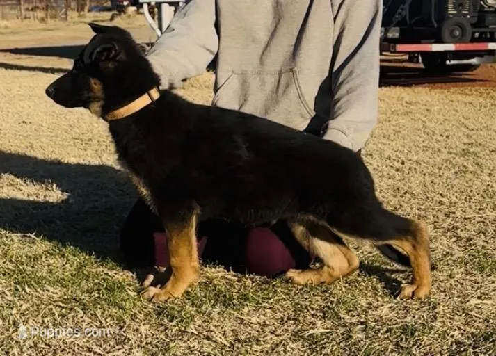 Tan collar , a male German Shepherd Dog for sale in Canute, OK – Photo 1 of 1