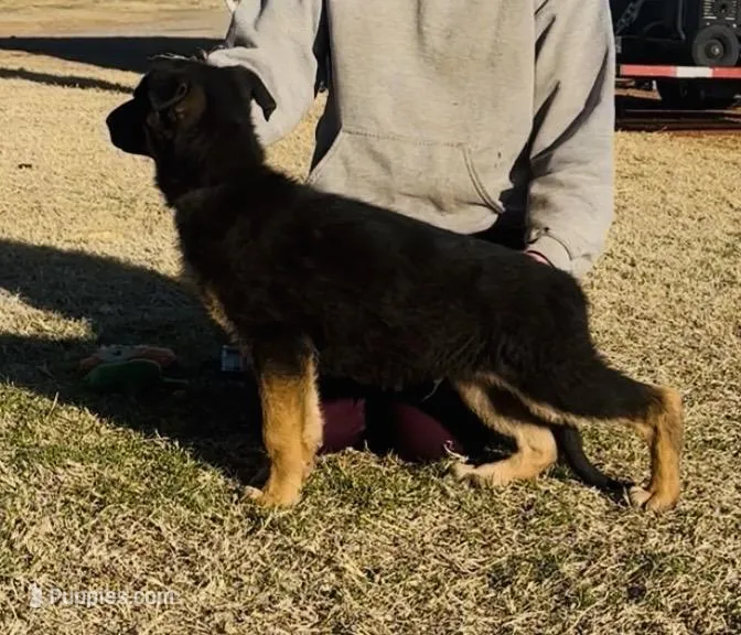 Black collar , a male German Shepherd Dog for sale in Canute, OK – Photo 1 of 1