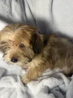Snicker- AKC, a male Yorkshire Terrier for sale in Joplin, MO – 4 of 5