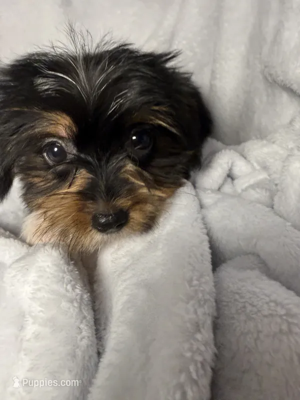 Coconut- AKC Yorkie – Yorkshire Terrier puppy for sale in Joplin, MO