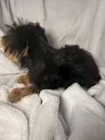 Tootsie Roll- AKC Yorkie, a female Yorkshire Terrier for sale in Joplin, MO – 3 of 4