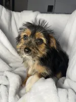 Twix- AKC, a female Yorkshire Terrier for sale in Joplin, MO – 3 of 5