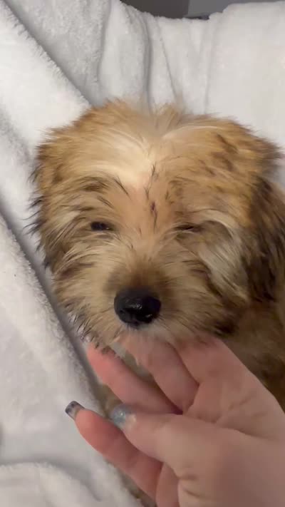 Snicker- AKC, a male Yorkshire Terrier for sale in Joplin, MO – 5 of 5
