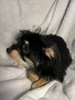 Mr. Frederickson- AKC Yorkie, a male Yorkshire Terrier for sale in Joplin, MO – 3 of 4