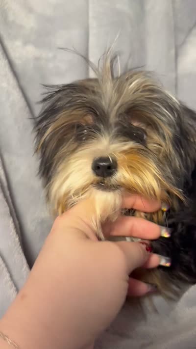 Mr. Kisses-Akc , a male Yorkshire Terrier for sale in Joplin, MO – 5 of 5