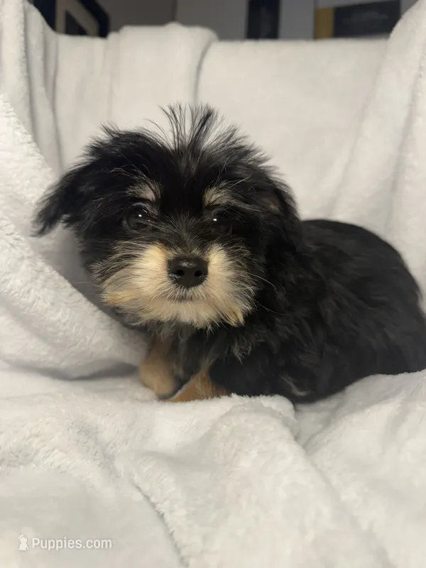 Mr. Frederickson- AKC Yorkie, a male Yorkshire Terrier for sale in Joplin, MO – 1 of 4