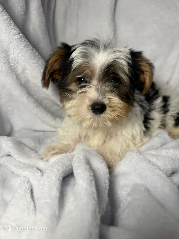 Jellybean- AKC Yorkie – Yorkshire Terrier puppy for sale in Joplin, MO