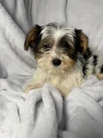 Jellybean- AKC Yorkie, a female Yorkshire Terrier for sale in Joplin, MO – 1 of 5