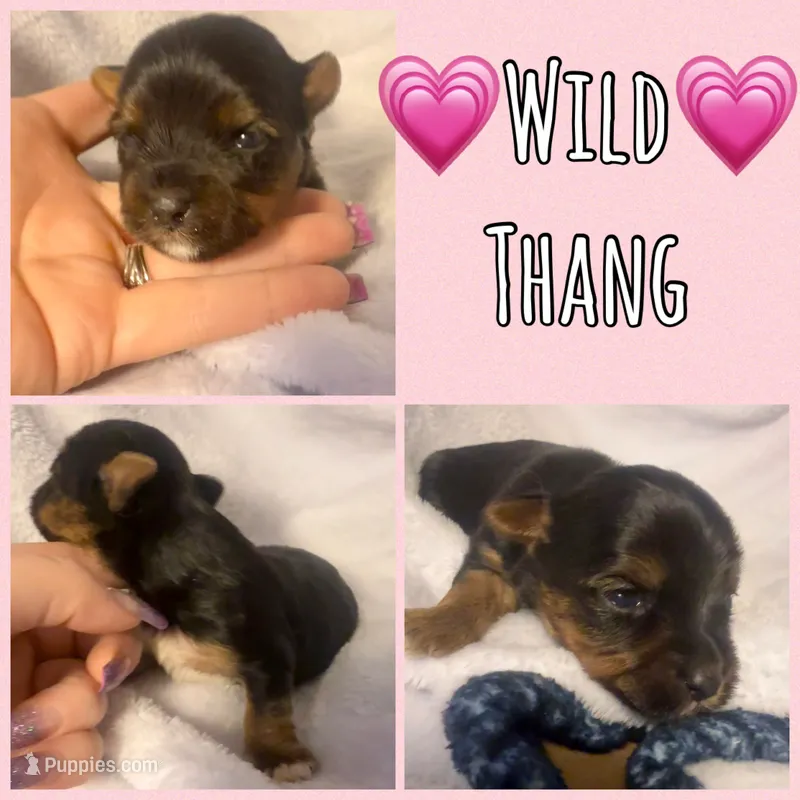 Wild Thang – Yorkshire Terrier puppy for sale in Joplin, MO