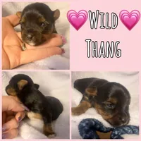 Wild Thang, a female Yorkshire Terrier for sale in Joplin, MO – 1 of 1