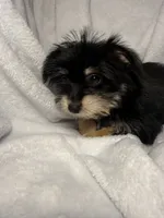 Mr. Frederickson- AKC Yorkie, a male Yorkshire Terrier for sale in Joplin, MO – 2 of 4