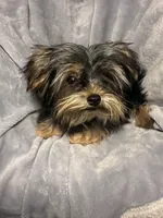 Cupcake- AKC, a female Yorkshire Terrier for sale in Joplin, MO – 3 of 4