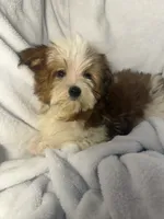 Milky Way AKC, a female Yorkshire Terrier for sale in Joplin, MO – 2 of 7