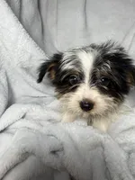 Peanut- AKC Yorkie, a male Yorkshire Terrier for sale in Joplin, MO – 1 of 4