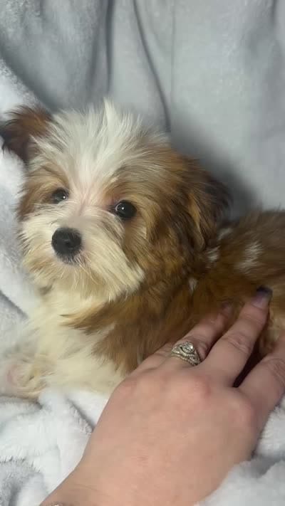 Milky Way AKC, a female Yorkshire Terrier for sale in Joplin, MO – 7 of 7