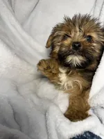Jax- AKC ready now!, a male Yorkshire Terrier for sale in Joplin, MO – 2 of 4