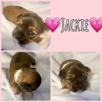Jackie, a female Yorkshire Terrier for sale in Joplin, MO – 1 of 1