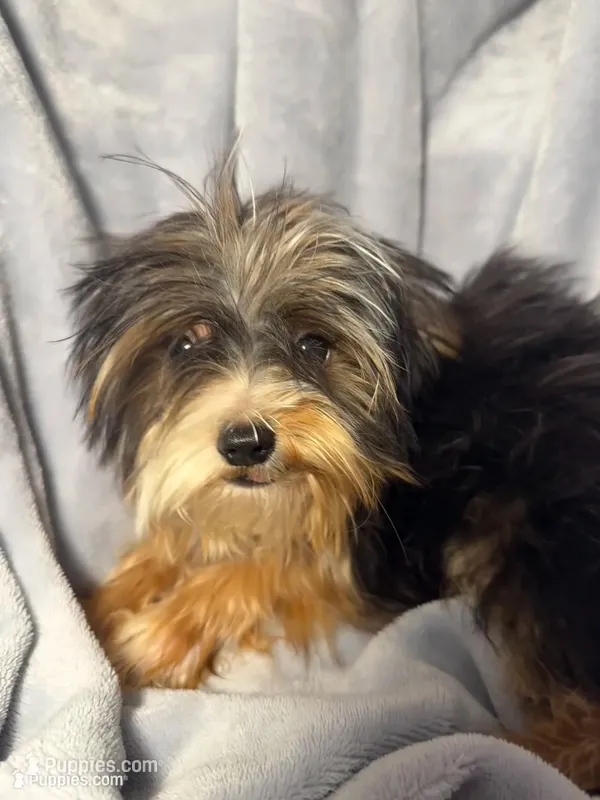 Mr. Kisses-Akc  – Yorkshire Terrier puppy for sale in Joplin, MO