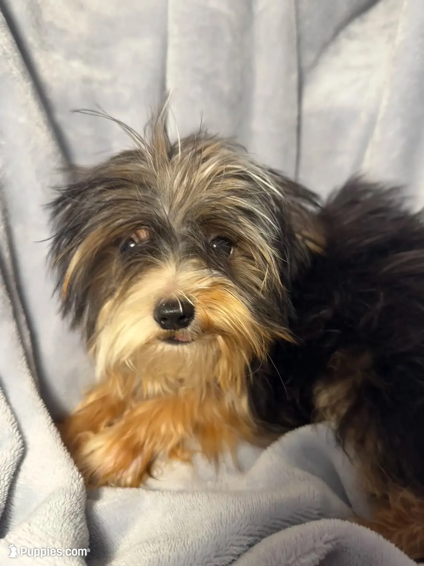 Mr. Kisses-Akc , a male Yorkshire Terrier for sale in Joplin, MO – 1 of 5