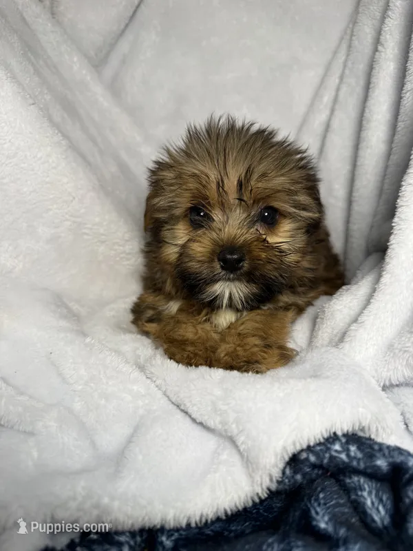 Jax- AKC ready now! – Yorkshire Terrier puppy for sale in Joplin, MO