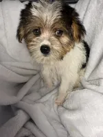 Tic Tac- AKC, a female Yorkshire Terrier for sale in Joplin, MO – 3 of 5