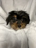 Coconut- AKC Yorkie, a female Yorkshire Terrier for sale in Joplin, MO – 4 of 4