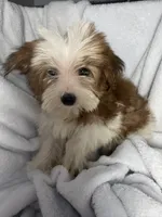 Milky Way AKC, a female Yorkshire Terrier for sale in Joplin, MO – 3 of 7