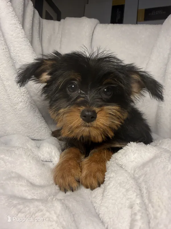 Tootsie Roll- AKC Yorkie – Yorkshire Terrier puppy for sale in Joplin, MO