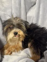 Mr. Kisses-Akc , a male Yorkshire Terrier for sale in Joplin, MO – 3 of 5