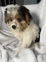 Tic Tac- AKC, a female Yorkshire Terrier for sale in Joplin, MO – 2 of 5