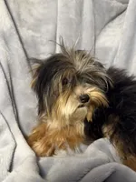 Mr. Kisses-Akc , a male Yorkshire Terrier for sale in Joplin, MO – 2 of 5