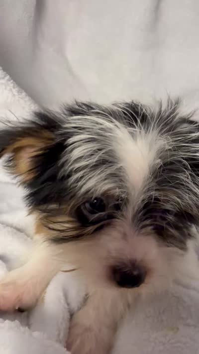 Peanut- AKC Yorkie, a male Yorkshire Terrier for sale in Joplin, MO – 4 of 4