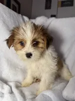 Harry- AKC ready now!, a male Yorkshire Terrier for sale in Joplin, MO – 3 of 3