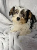 Jellybean- AKC Yorkie, a female Yorkshire Terrier for sale in Joplin, MO – 3 of 5
