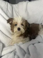 Milky Way AKC, a female Yorkshire Terrier for sale in Joplin, MO – 5 of 7