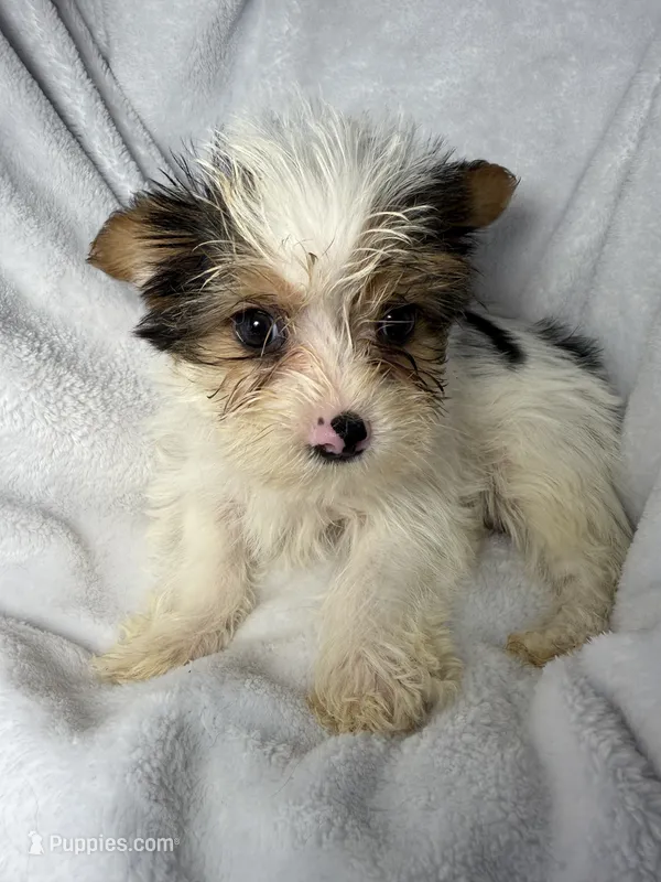 Diggy- AKC ready now! – Yorkshire Terrier puppy for sale in Joplin, MO