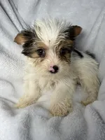 Diggy- AKC ready now!, a male Yorkshire Terrier for sale in Joplin, MO – 1 of 3