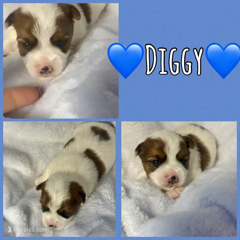 Diggy – Yorkshire Terrier puppy for sale in Joplin, MO