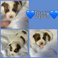 Diggy, a male Yorkshire Terrier for sale in Joplin, MO – 1 of 1