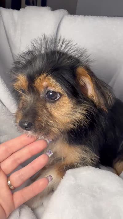 Twix- AKC, a female Yorkshire Terrier for sale in Joplin, MO – 5 of 5