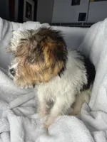 Tic Tac- AKC, a female Yorkshire Terrier for sale in Joplin, MO – 4 of 5