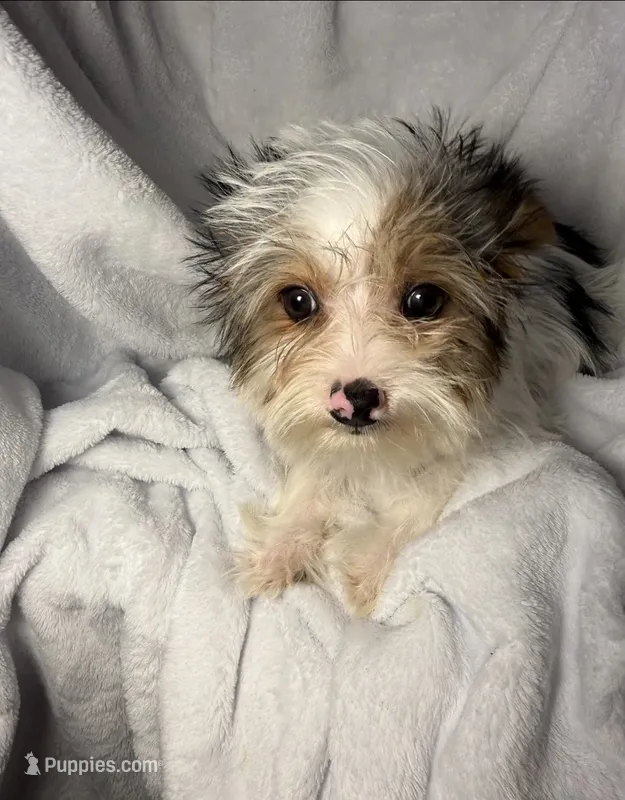 Diggy- AKC ready now! – Yorkshire Terrier puppy for sale in Joplin, MO