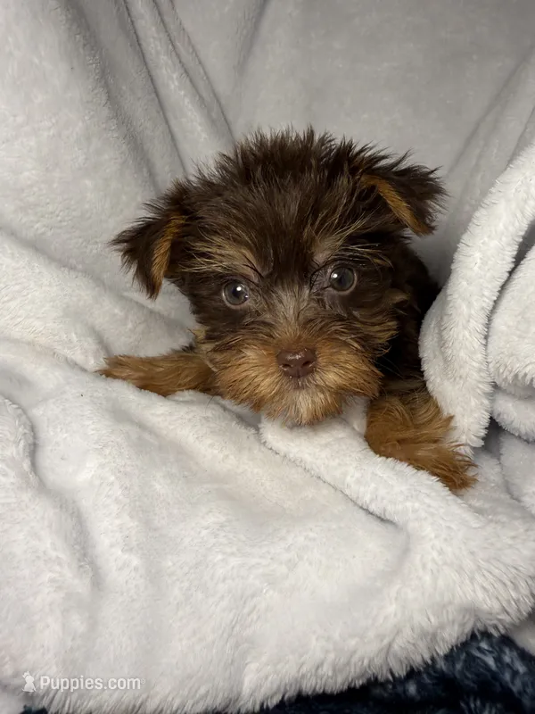 Nestle- AKC Chocolate Yorkie  – Yorkshire Terrier puppy for sale in Joplin, MO