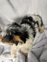 Jellybean- AKC Yorkie, a female Yorkshire Terrier for sale in Joplin, MO – 4 of 5