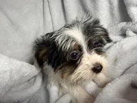 Peanut- AKC Yorkie, a male Yorkshire Terrier for sale in Joplin, MO – 3 of 4