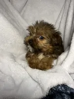 Jax- AKC ready now!, a male Yorkshire Terrier for sale in Joplin, MO – 4 of 4