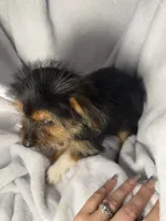Twix- AKC, a female Yorkshire Terrier for sale in Joplin, MO – 4 of 5