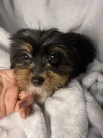 Coconut- AKC Yorkie, a female Yorkshire Terrier for sale in Joplin, MO – 2 of 4
